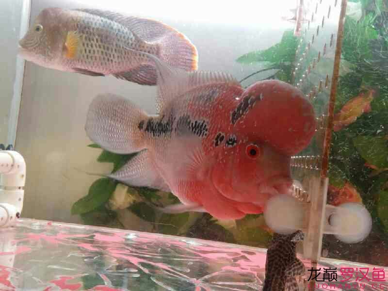 鴻運(yùn)兩枚 財(cái)神鸚鵡魚 第4張