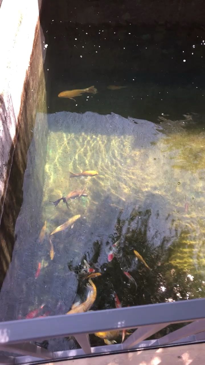 菏澤水族館每天的日常錦鯉圈 七彩神仙魚 第1張