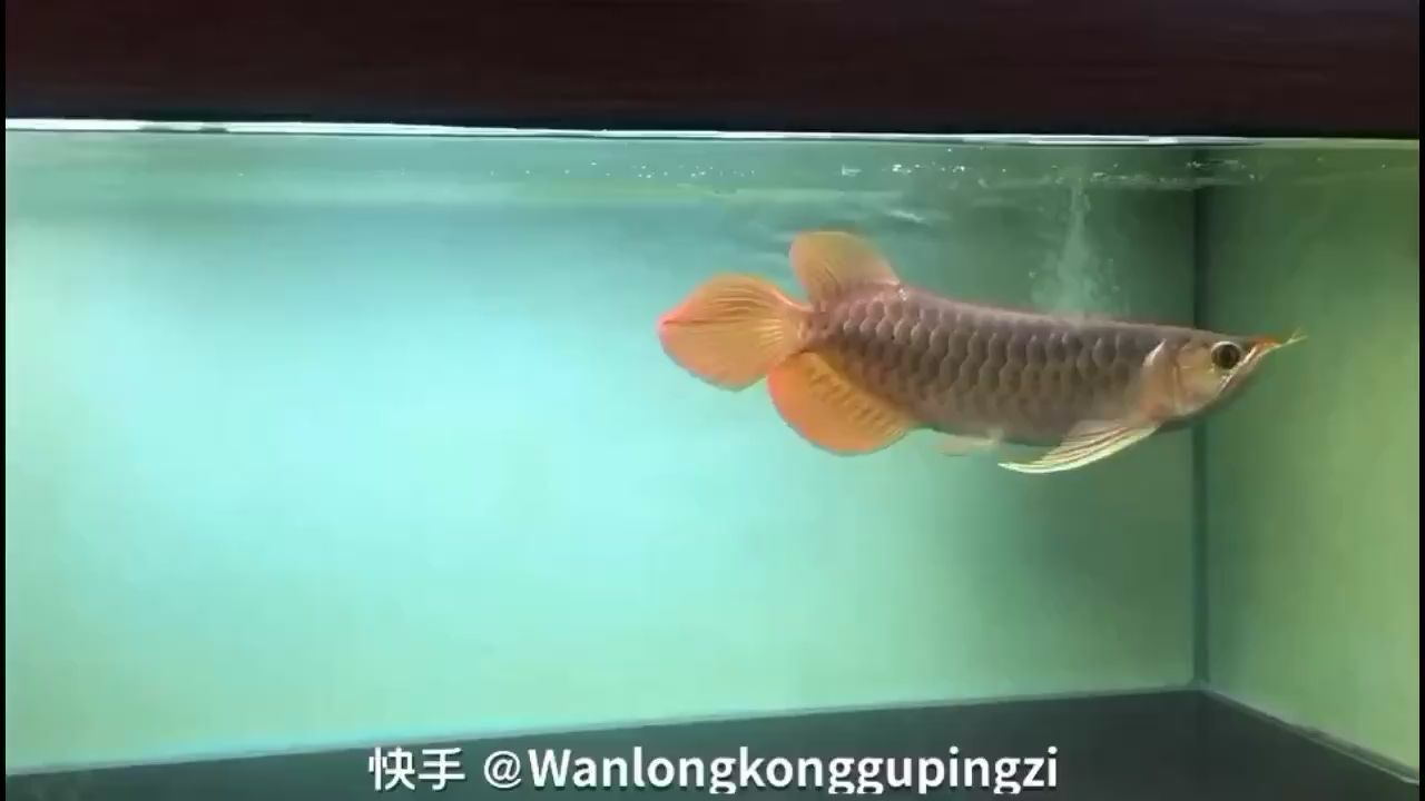 德州觀賞魚市場(chǎng)在售3號(hào)限量