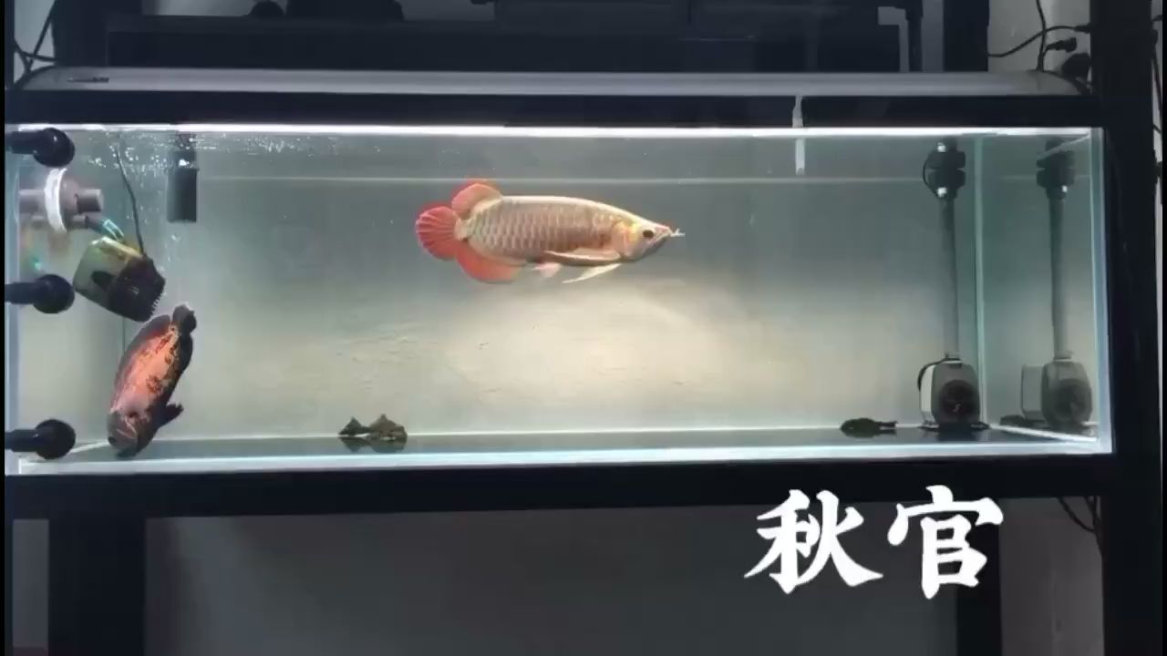 九江水族館會(huì)跳舞的龍