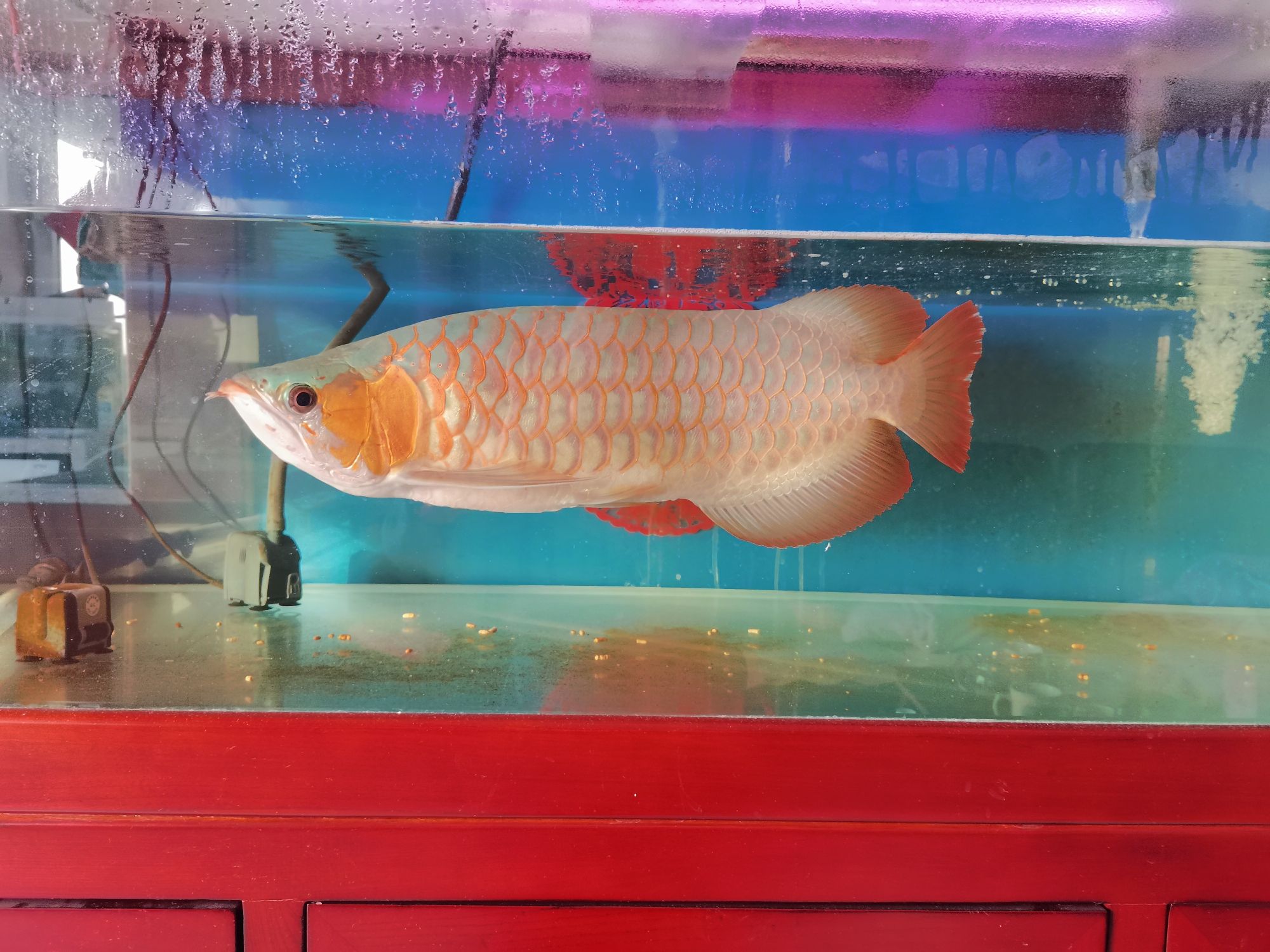 高陵觀賞魚市場大龍魚紅綠相間 觀賞魚市場（混養(yǎng)魚） 第5張