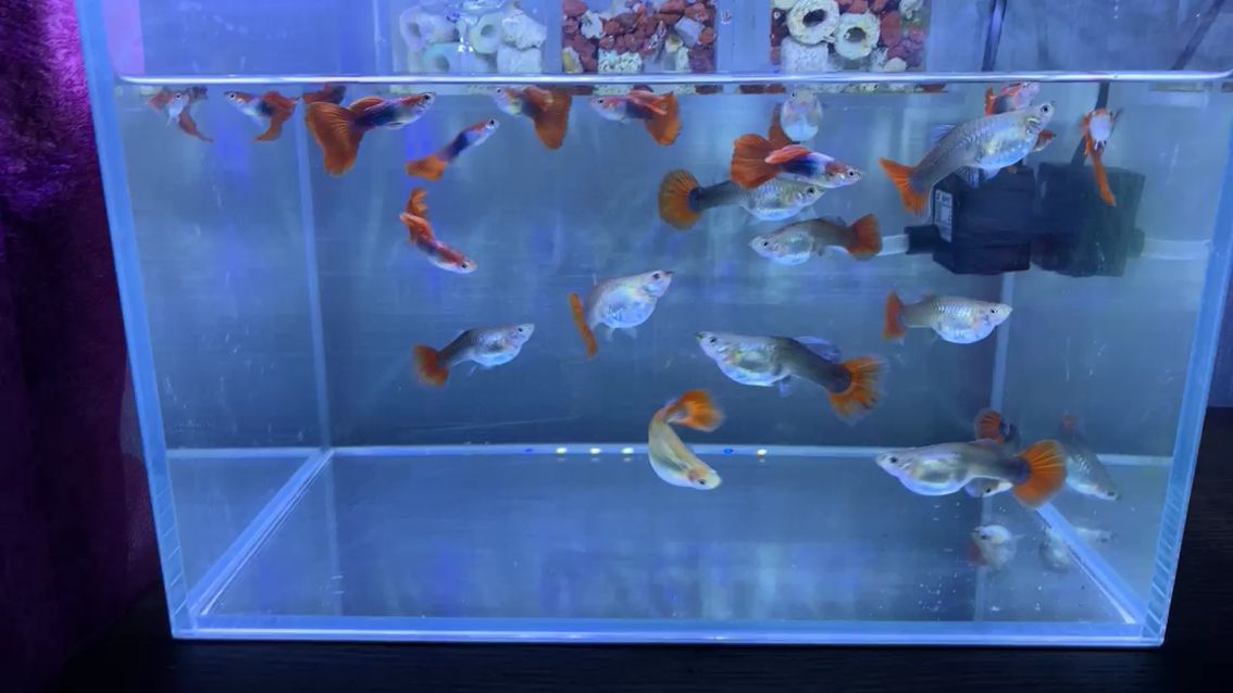 孔雀魚友求助