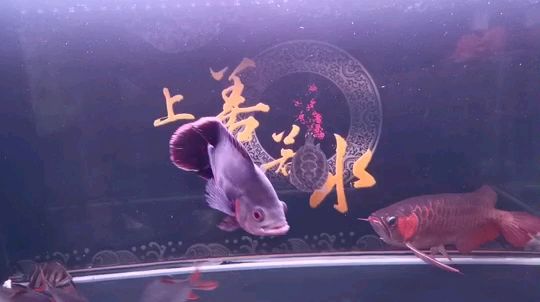 隨州水族館奧圖和大黃蜂僅次于虎魚(yú)的龍魚(yú)絕配 虎魚(yú)百科