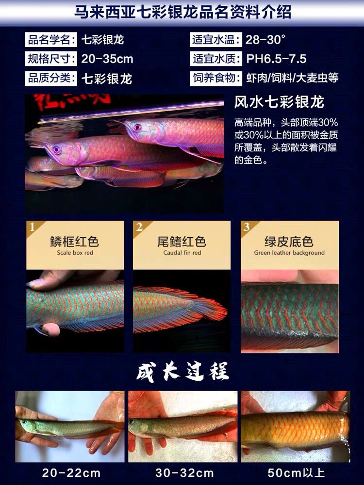 七彩銀龍又是個(gè)什么 野彩魚(yú) 第1張