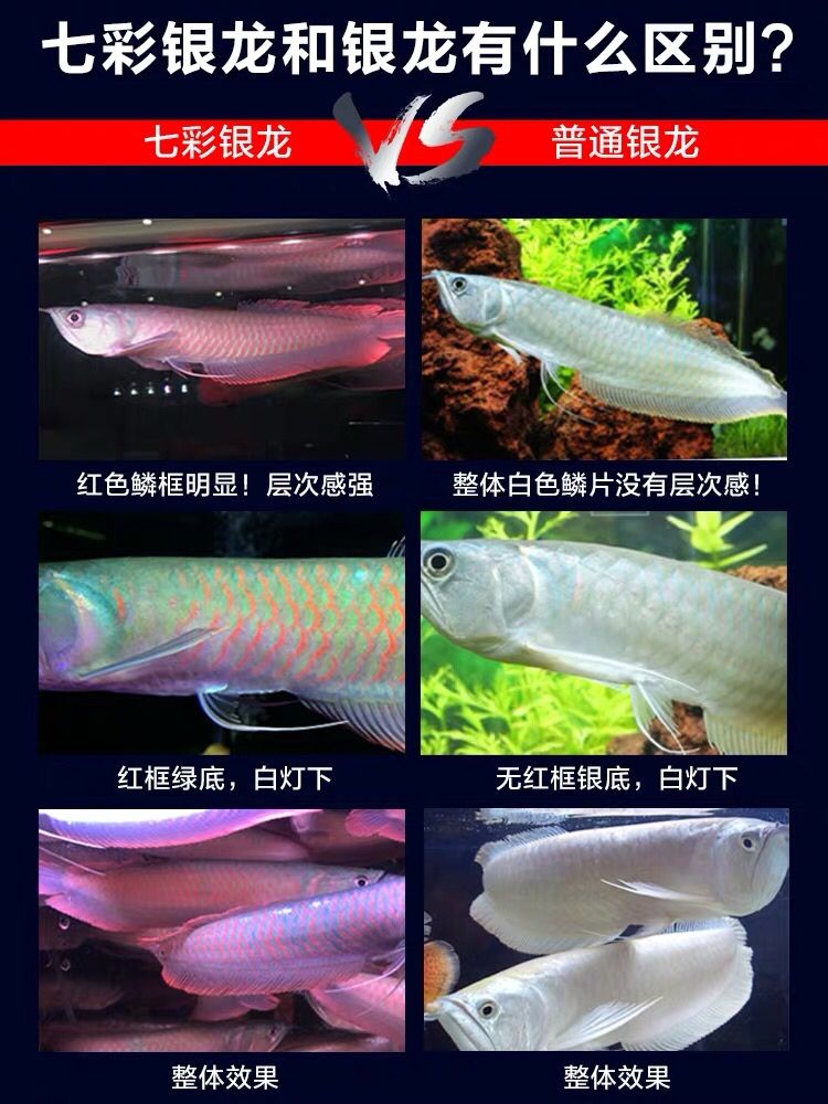 七彩銀龍又是個(gè)什么 野彩魚(yú) 第2張