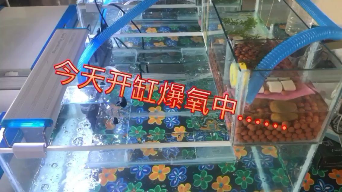 養(yǎng)魚(yú)大神在哪里 孵化器 第2張