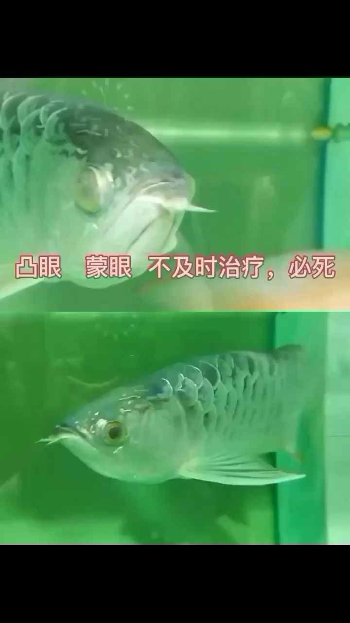 蒙眼凸眼