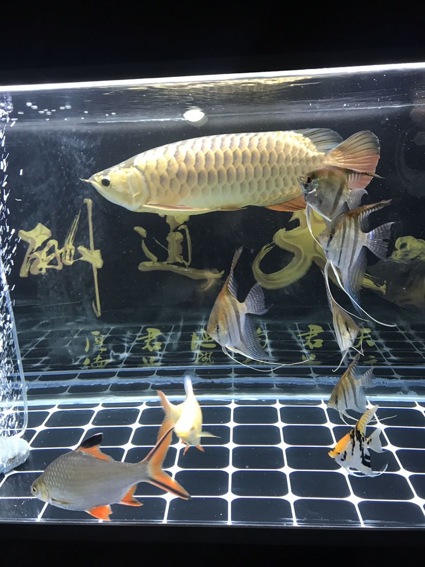 佳木斯觀賞魚市場(chǎng)見證水幕金半年的變化 觀賞魚市場(chǎng)（混養(yǎng)魚） 第5張