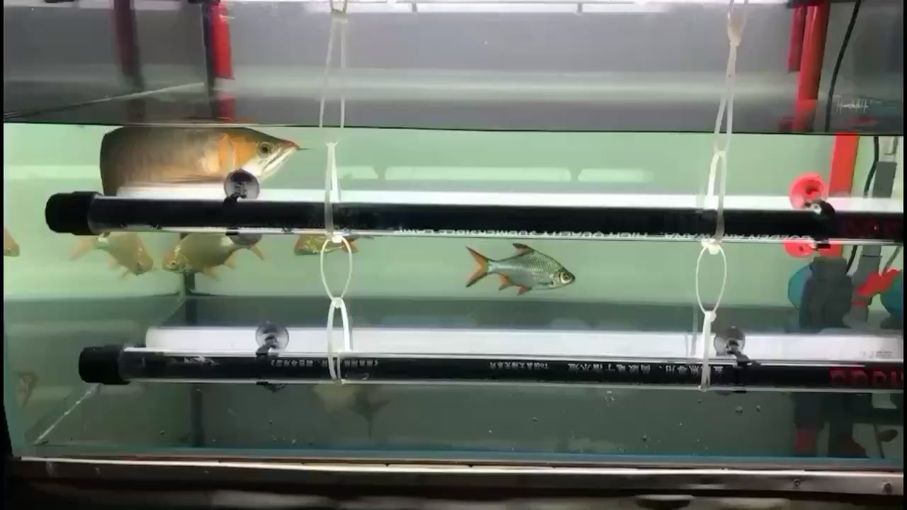 云浮觀賞魚市場沒事開始烤魚 觀賞魚市場（混養(yǎng)魚） 第1張