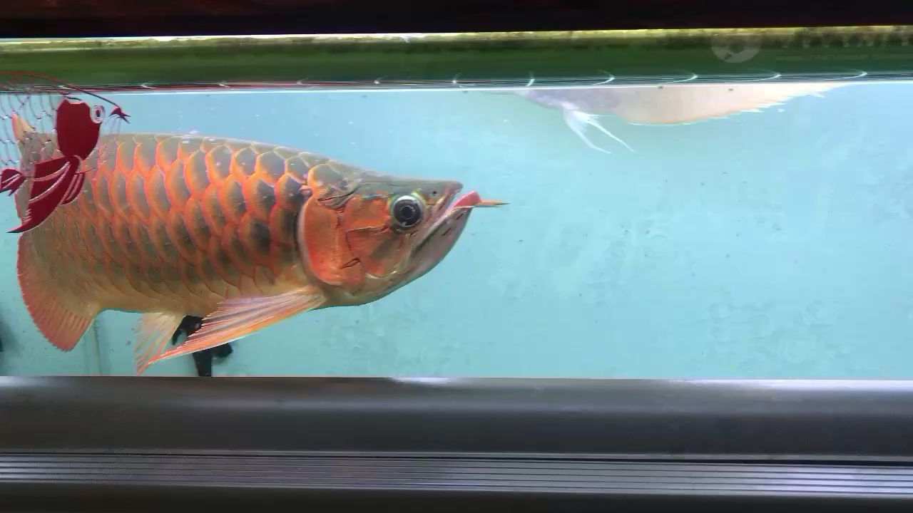 開(kāi)封觀賞魚(yú)市場(chǎng)紅龍魟魚(yú)喂食 觀賞魚(yú)市場(chǎng)（混養(yǎng)魚(yú)）