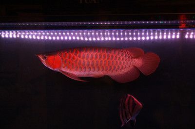 金龍魚貴還是紅金龍貴（水族市場熱門魚類排行,金龍魚與紅金龍飼養(yǎng)區(qū)別） 龍魚百科 第5張