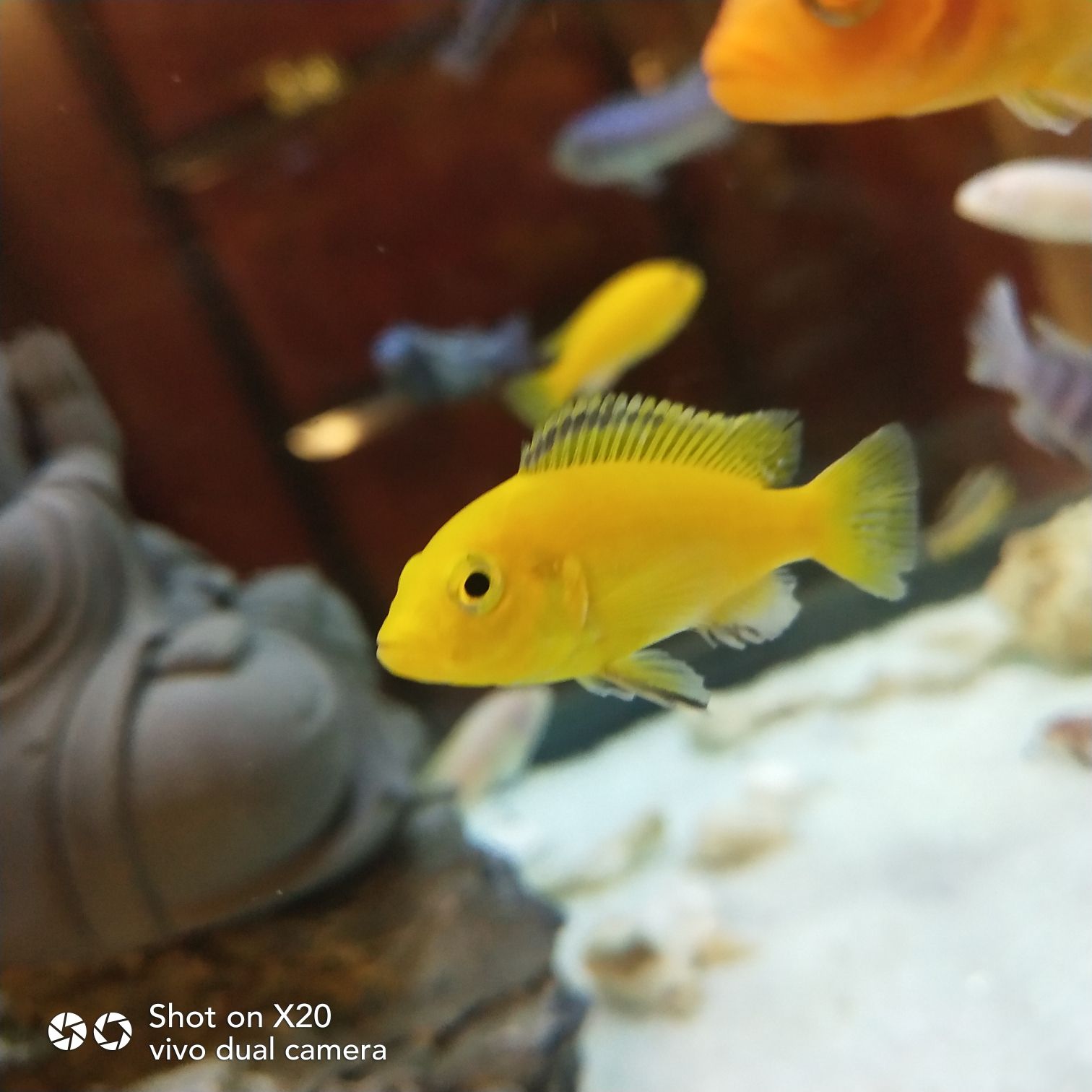 黔東南苗族侗族自治州水族館試試水 水族維護服務(wù)（上門） 第3張