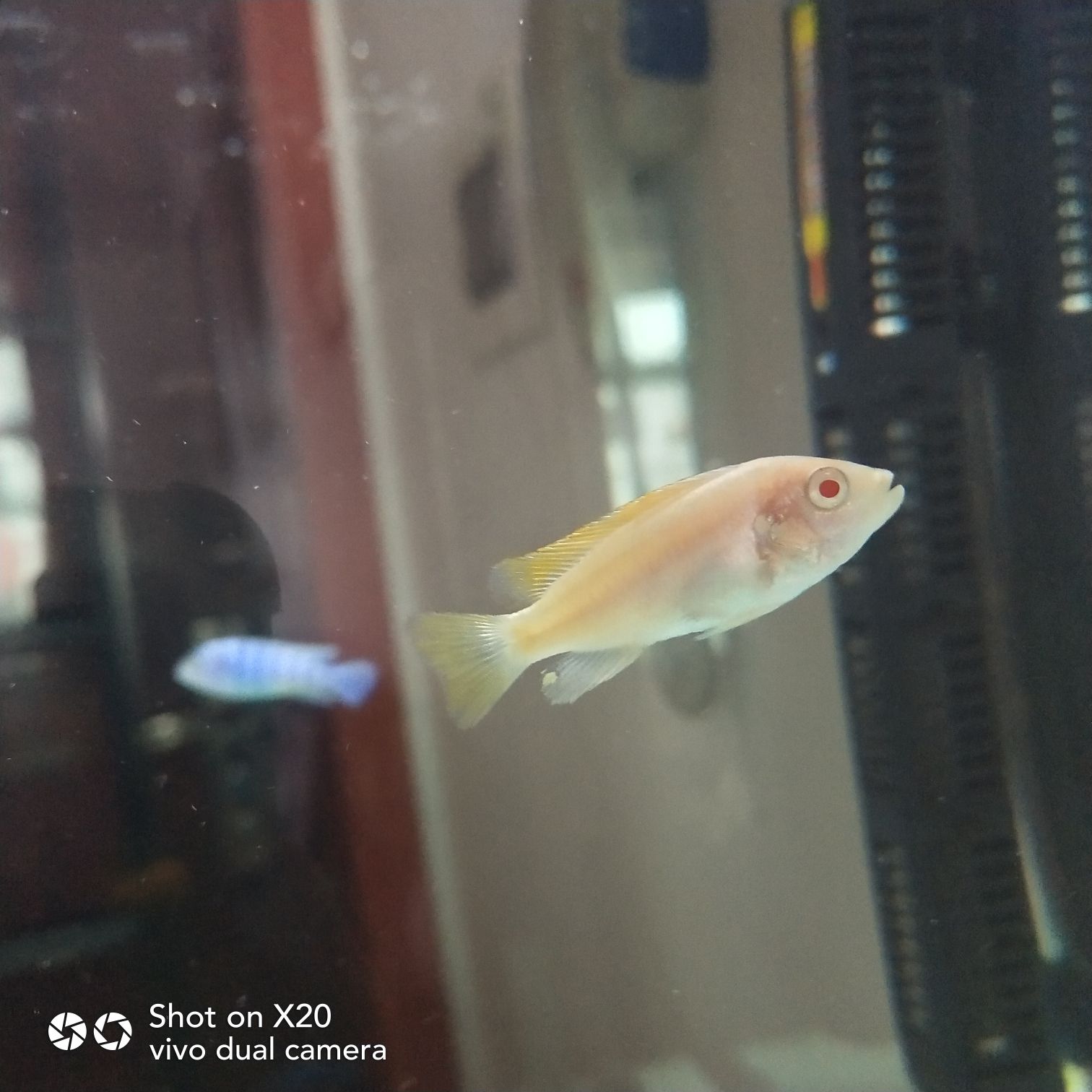 黔東南苗族侗族自治州水族館試試水 水族維護服務(wù)（上門） 第4張