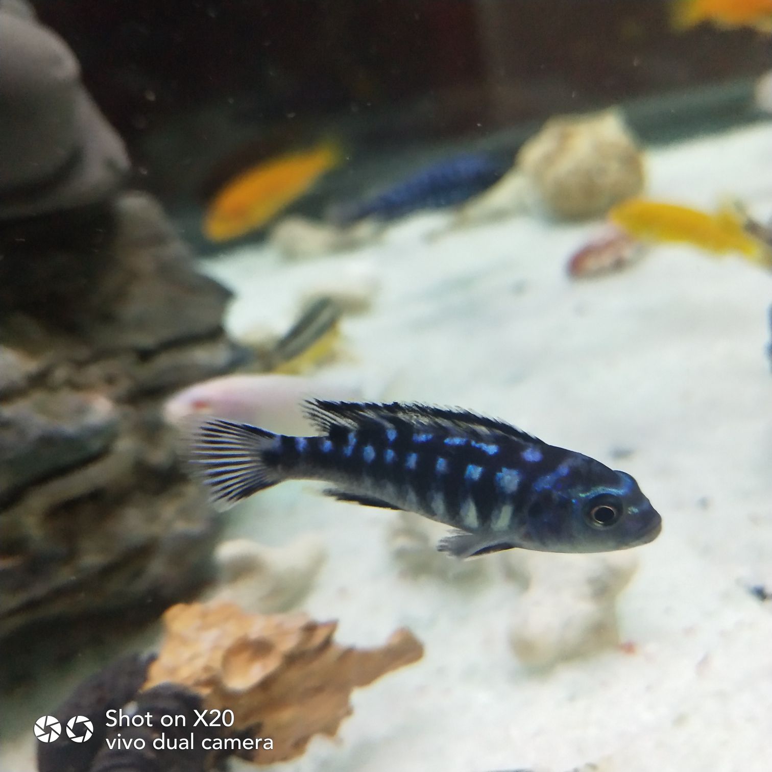 黔東南苗族侗族自治州水族館試試水 水族維護服務(wù)（上門） 第6張