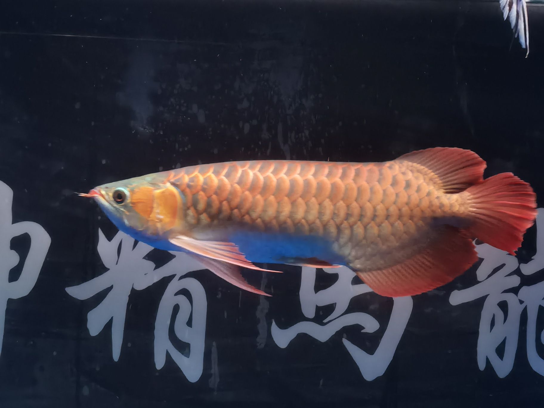 樂山水族館18年的你已經(jīng)長(zhǎng)大了#記錄貼 哥倫比亞巨暴魚苗 第4張