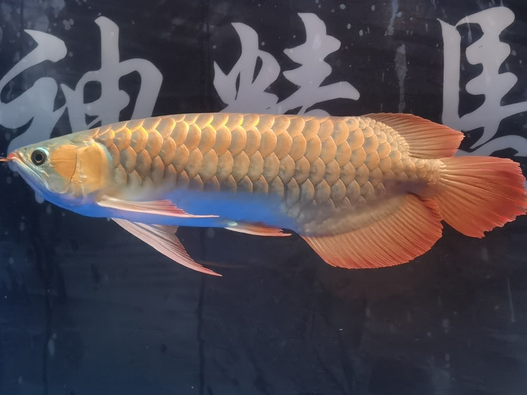 樂山水族館18年的你已經(jīng)長(zhǎng)大了#記錄貼 哥倫比亞巨暴魚苗 第6張