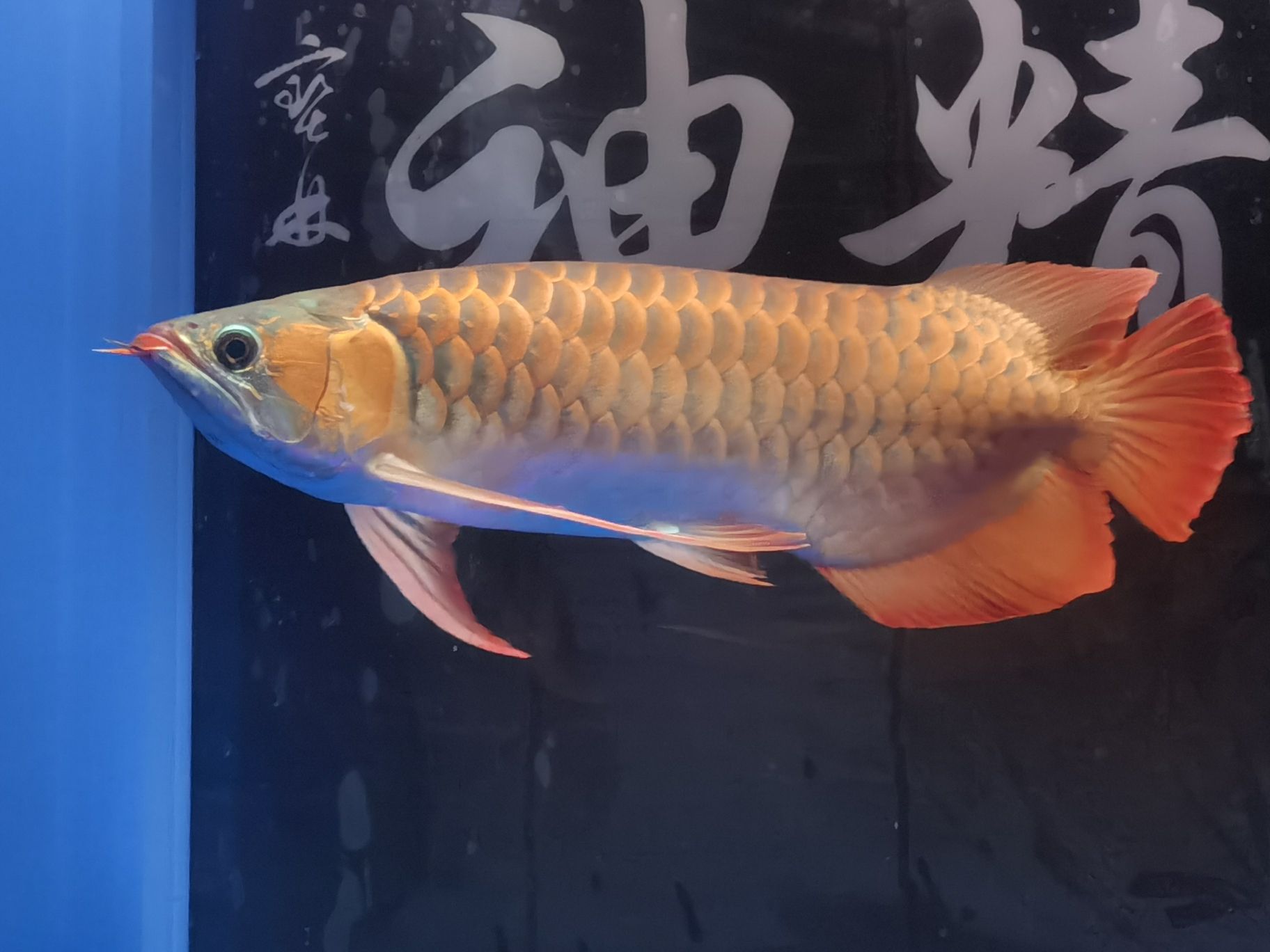 樂山水族館18年的你已經(jīng)長(zhǎng)大了#記錄貼 哥倫比亞巨暴魚苗 第7張