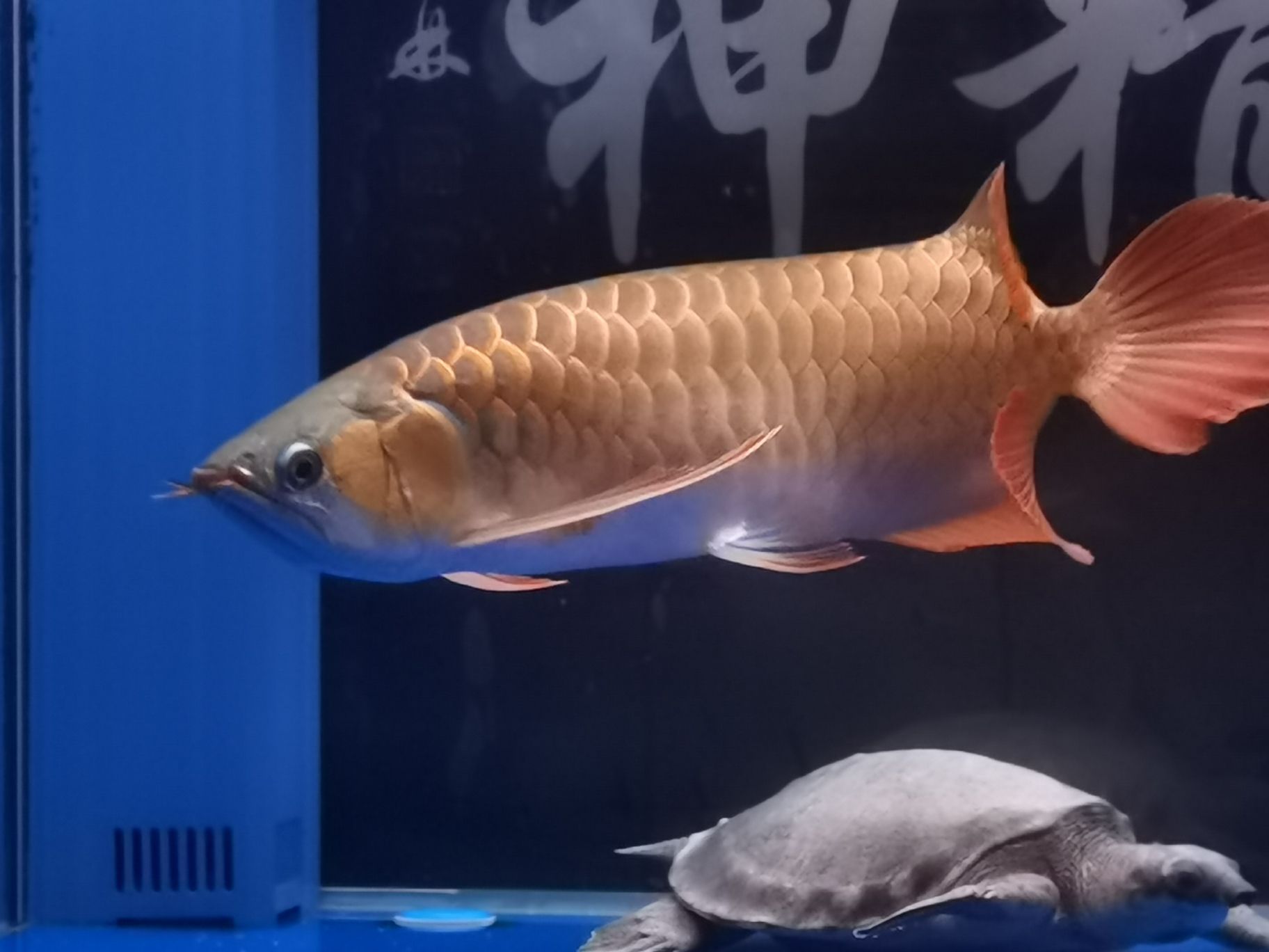 樂山水族館18年的你已經(jīng)長(zhǎng)大了#記錄貼 哥倫比亞巨暴魚苗 第9張