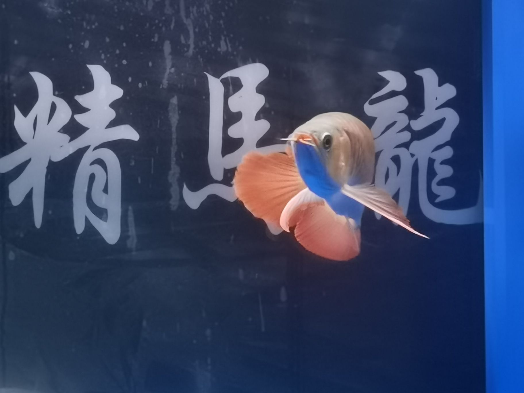 樂山水族館18年的你已經(jīng)長(zhǎng)大了#記錄貼 哥倫比亞巨暴魚苗 第8張