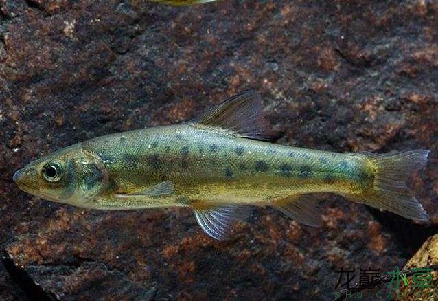 甘孜藏族自治州水族館原生造景常用魚之42尖頭金線鲃 一眉道人魚苗 第5張