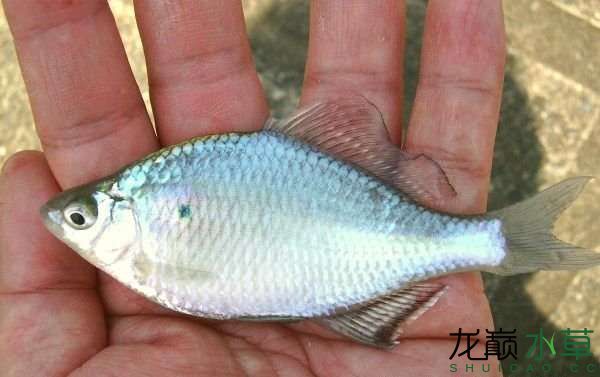 巴音郭楞蒙古自治州水族館樸實(shí)無華的大鰭鱊大鰭刺鳑鲏豬耳鳑鲏 非洲象鼻魚 第2張