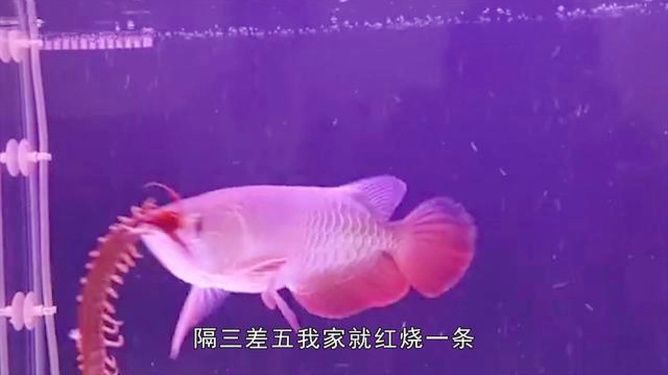 金龍魚(yú)兇猛嗎（金龍魚(yú)在自然界中具有強(qiáng)烈的捕食能力和潛在的危險(xiǎn)性）