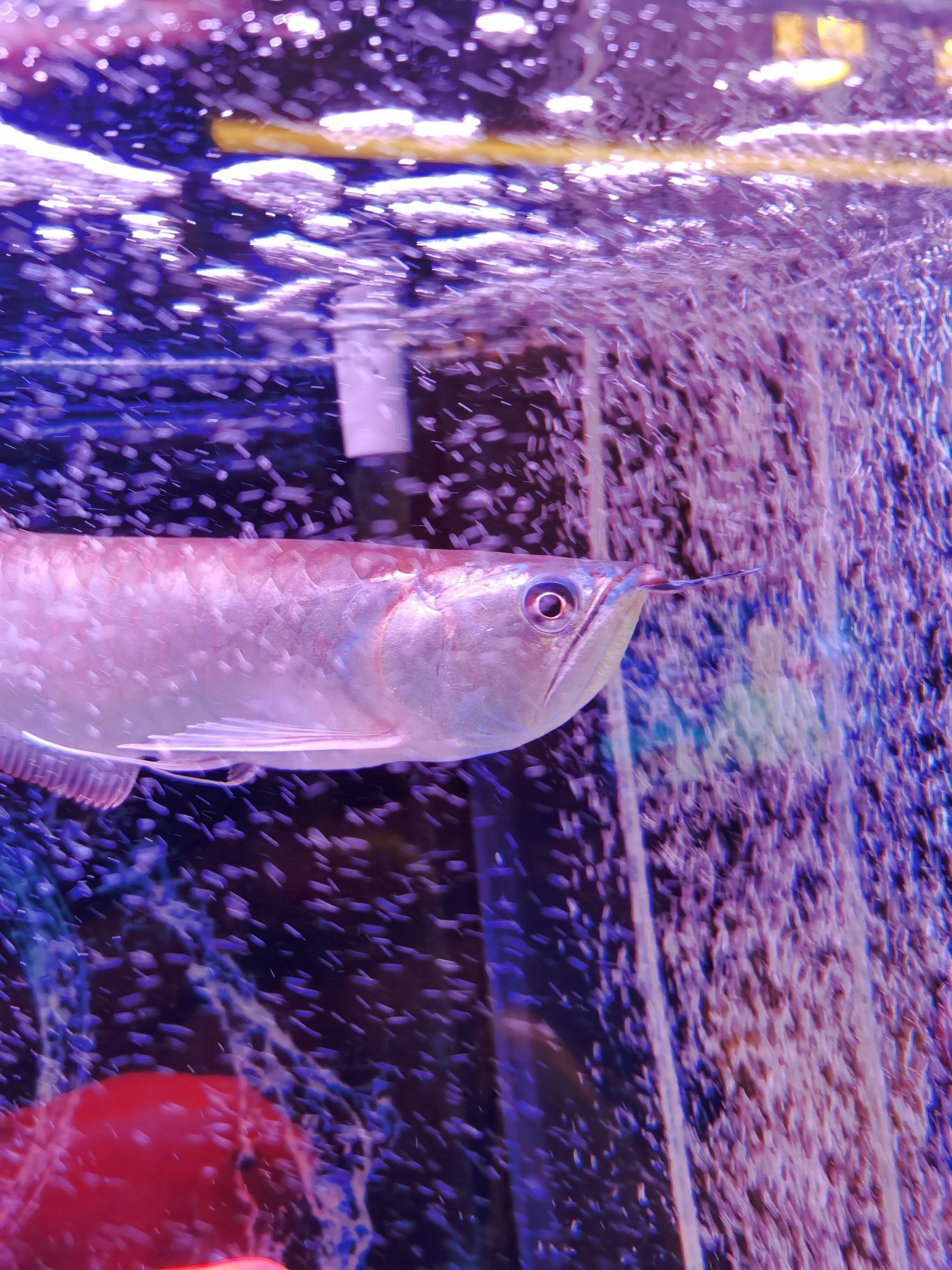 景德鎮(zhèn)水族館銀龍魚須上面露出白肉兩瓣了