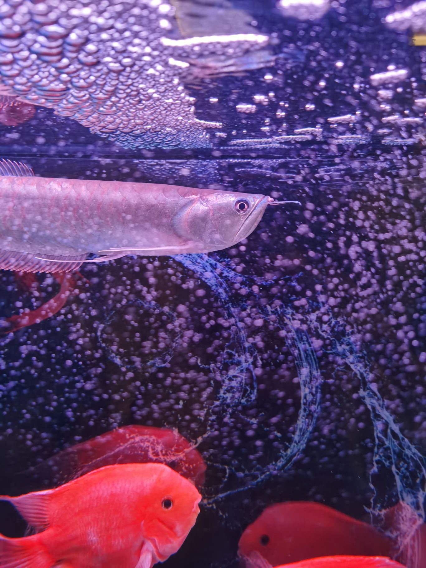 景德鎮(zhèn)水族館銀龍魚須上面露出白肉兩瓣了