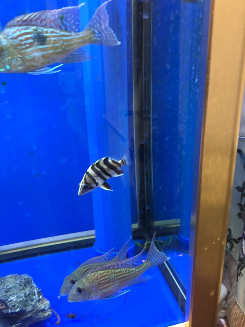 普洱水族館80塊買的感覺還可以 大日玉鯖魚 第1張