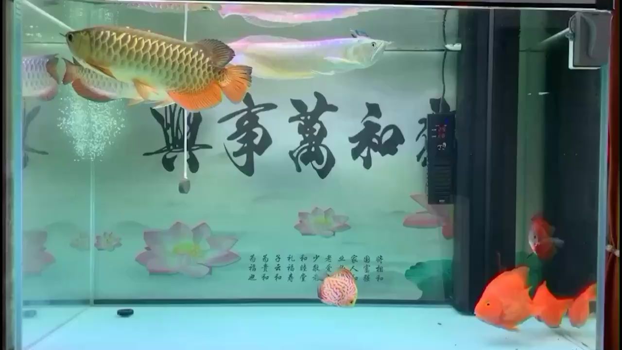 金華水族館游啊游 杰西卡恐龍魚 第1張