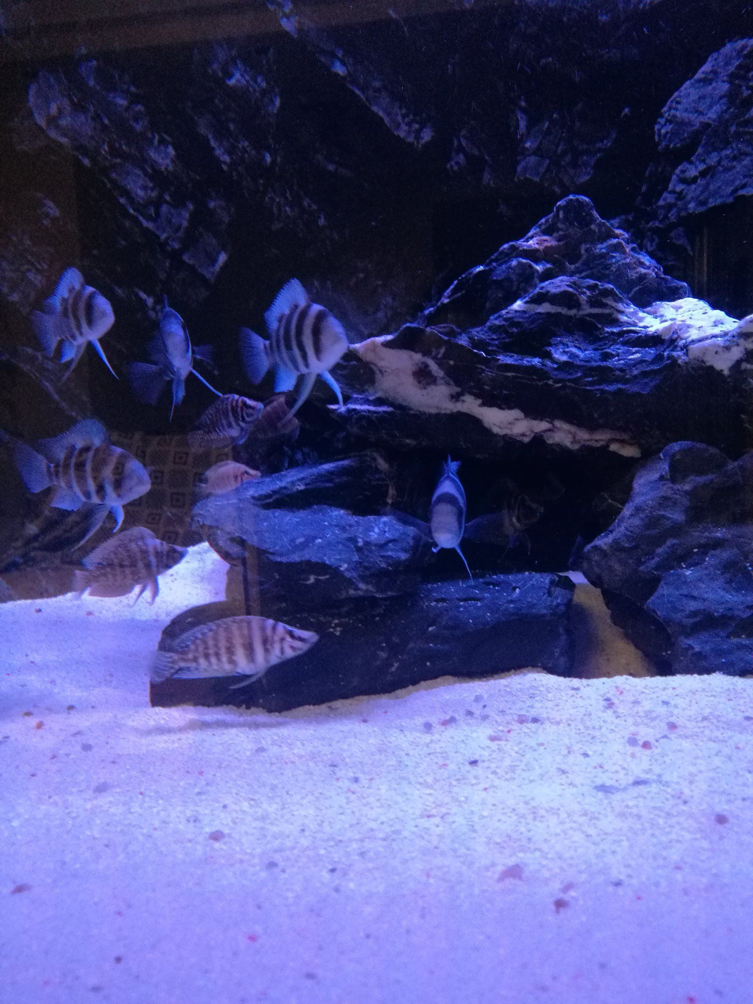 寧德水族館關于小布吃飯的問題