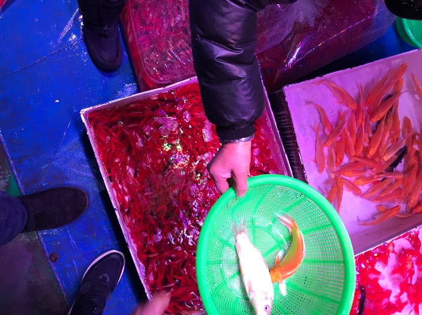 飼料魚小草金28度能不能掛？ 青龍魚 第5張