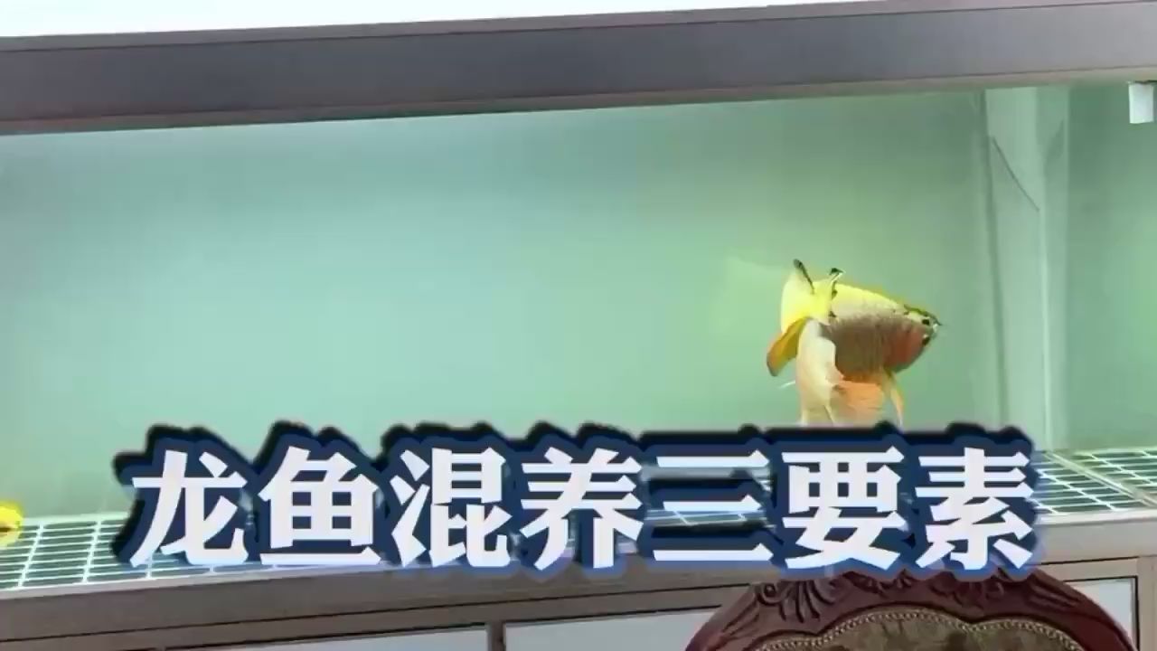 淮北水族館龍魚(yú)混養(yǎng)小妙招 溫控設(shè)備 第2張