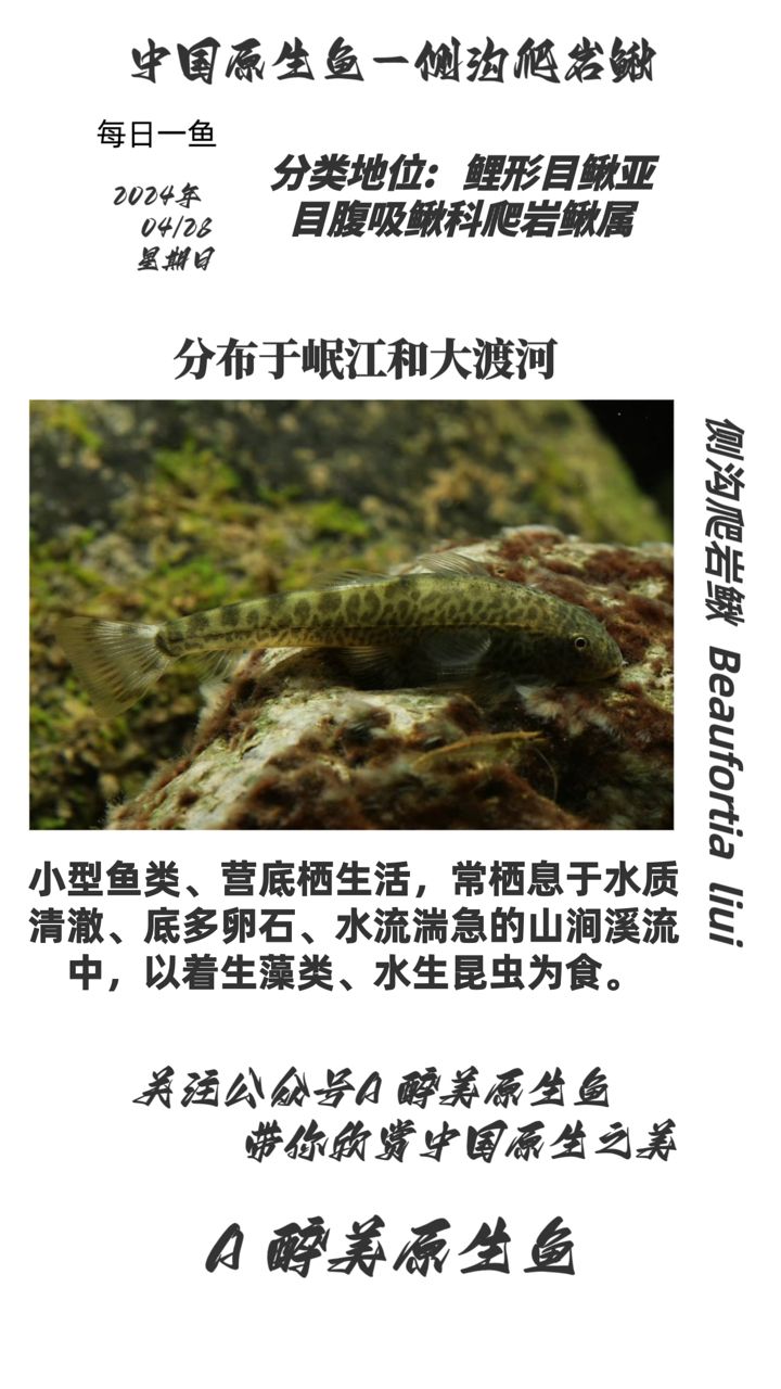 側(cè)溝爬巖鰍（岷江和大渡河水系,武工隊(duì)評論：異形魚,心情魚悅） 觀賞魚論壇