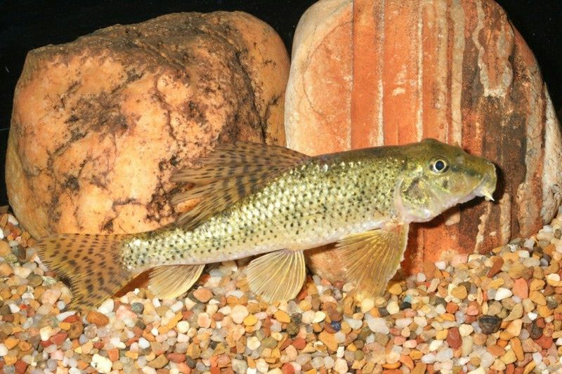 昌都水族館棒花魚 月光鴨嘴魚苗 第2張