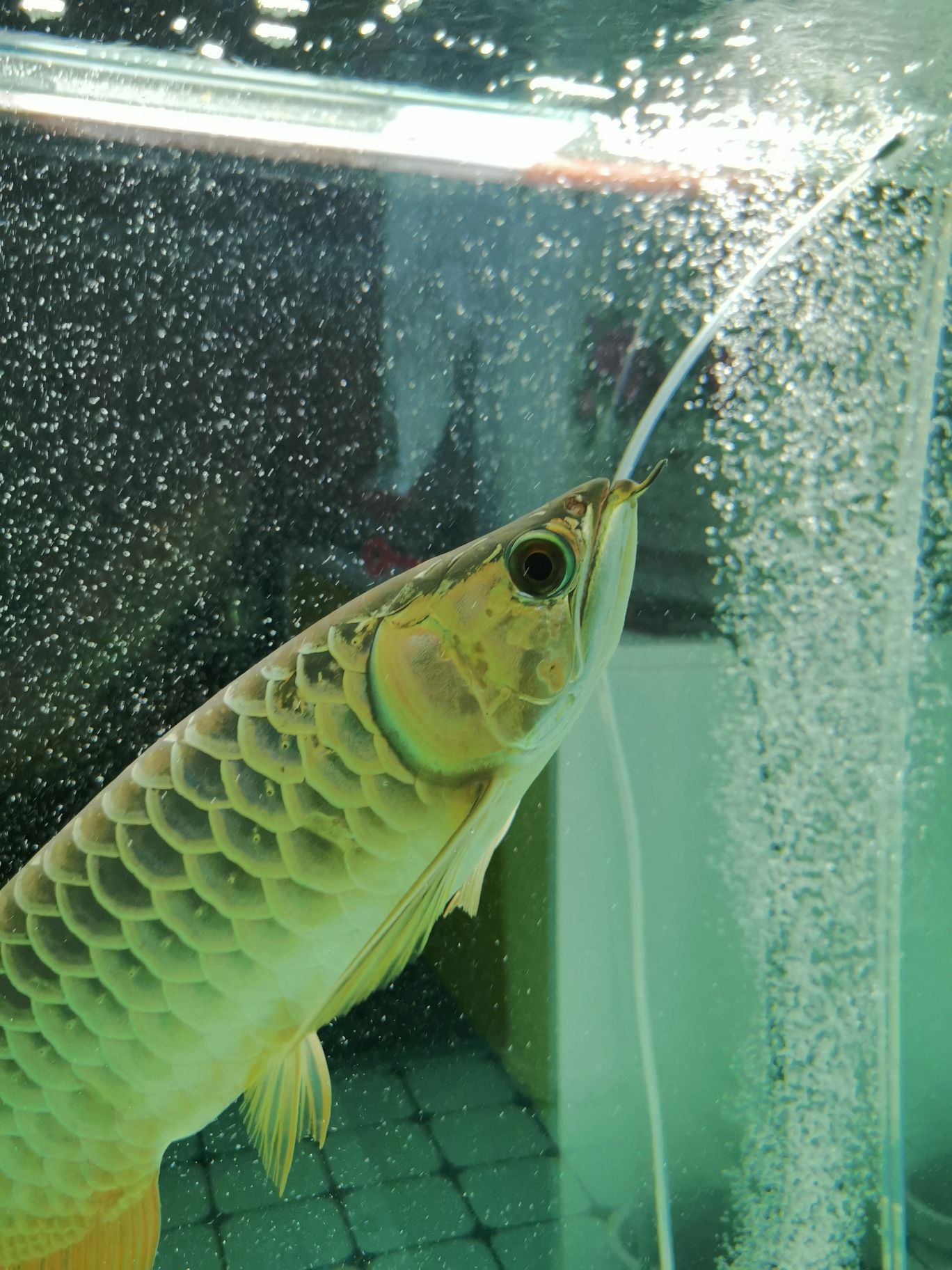 臨夏州觀賞魚市場跪求大神來幫忙看看這魚什么毛病 觀賞魚市場（混養(yǎng)魚） 第4張