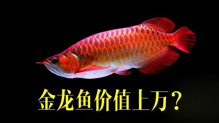 價值百萬的金龍魚（日本富商5百萬買下一條純種血紅龍魚，美容費用高達數(shù)萬） 龍魚百科 第1張