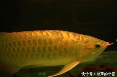 價值百萬的金龍魚（日本富商5百萬買下一條純種血紅龍魚，美容費用高達數(shù)萬） 龍魚百科 第3張