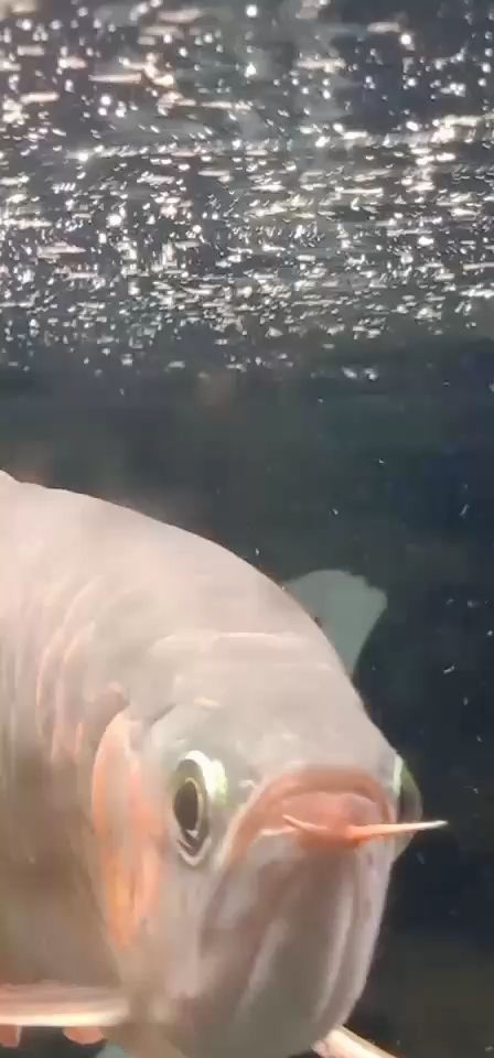 莆田水族館法神幫忙看看這是什么東西