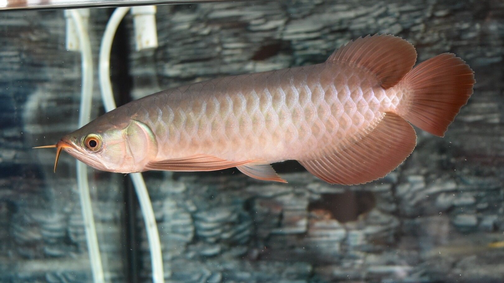 藍(lán)天水族館各位大神幫忙看看這是啥底色為啥只亮框 熱帶魚(yú)魚(yú)苗批發(fā) 第3張