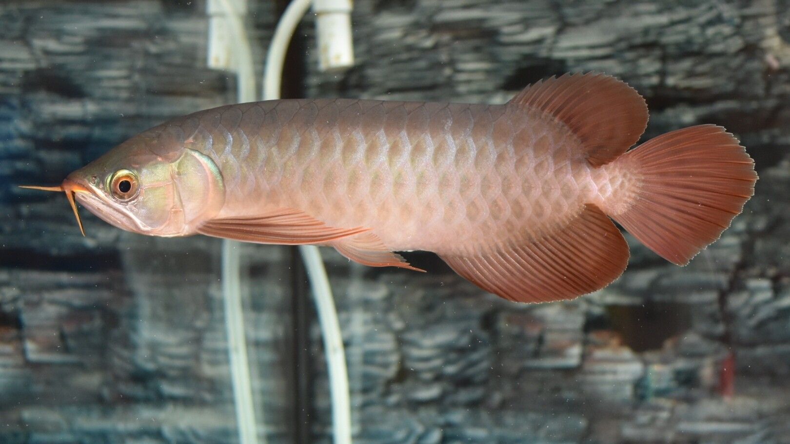 藍(lán)天水族館各位大神幫忙看看這是啥底色為啥只亮框 熱帶魚(yú)魚(yú)苗批發(fā) 第2張