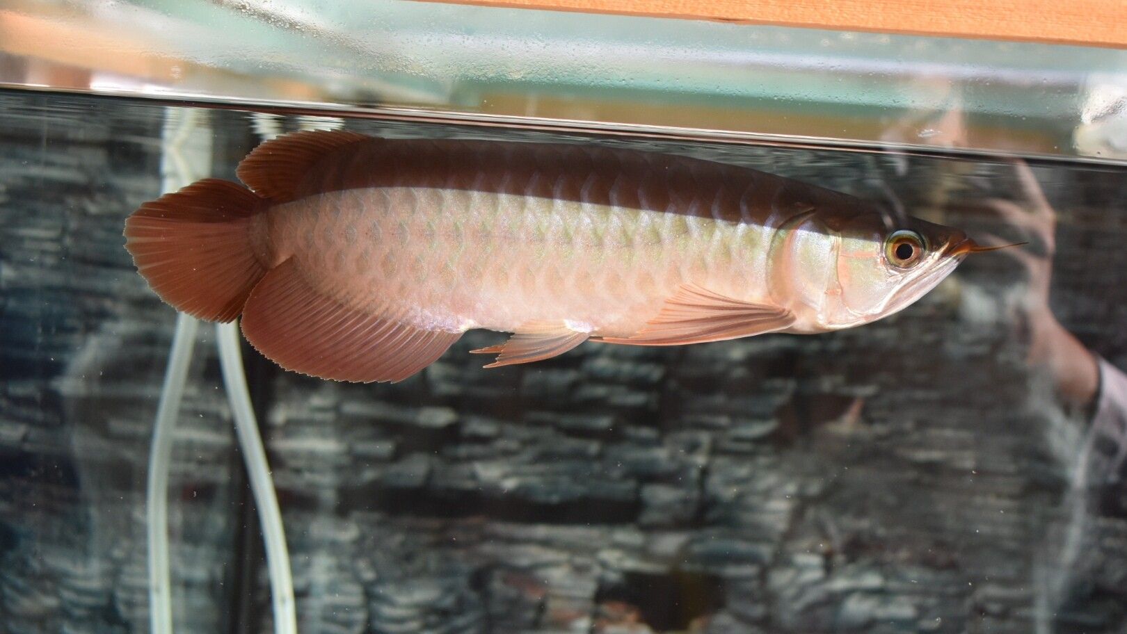 藍(lán)天水族館各位大神幫忙看看這是啥底色為啥只亮框 熱帶魚(yú)魚(yú)苗批發(fā) 第1張