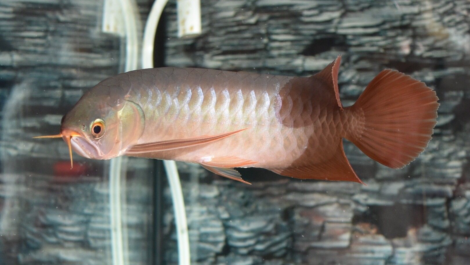 藍(lán)天水族館各位大神幫忙看看這是啥底色為啥只亮框 熱帶魚(yú)魚(yú)苗批發(fā) 第4張