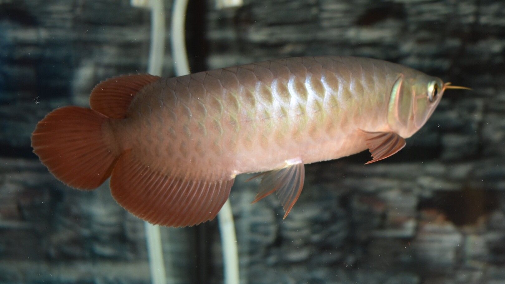 藍天水族館各位大神幫忙看看這是啥底色為啥只亮框 熱帶魚魚苗批發(fā) 第5張