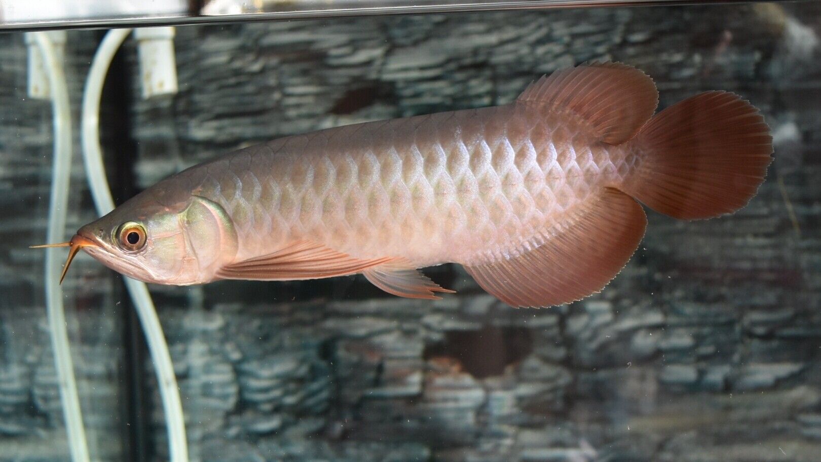 藍天水族館各位大神幫忙看看這是啥底色為啥只亮框 熱帶魚魚苗批發(fā) 第6張