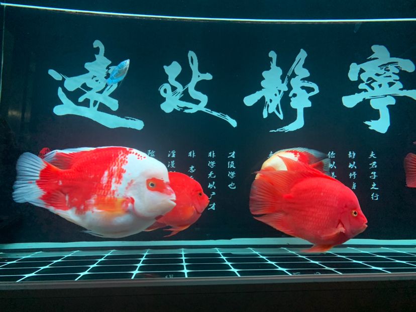 嘉峪關(guān)水族館沒(méi)辜負(fù)我一天喂那么多頓飯