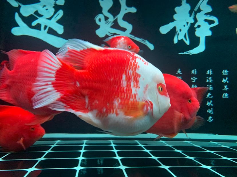 嘉峪關(guān)水族館沒(méi)辜負(fù)我一天喂那么多頓飯