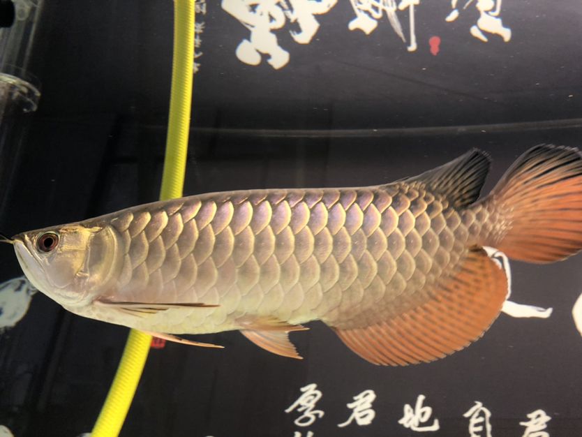 不吃怎么辦 大湖紅龍魚(yú)