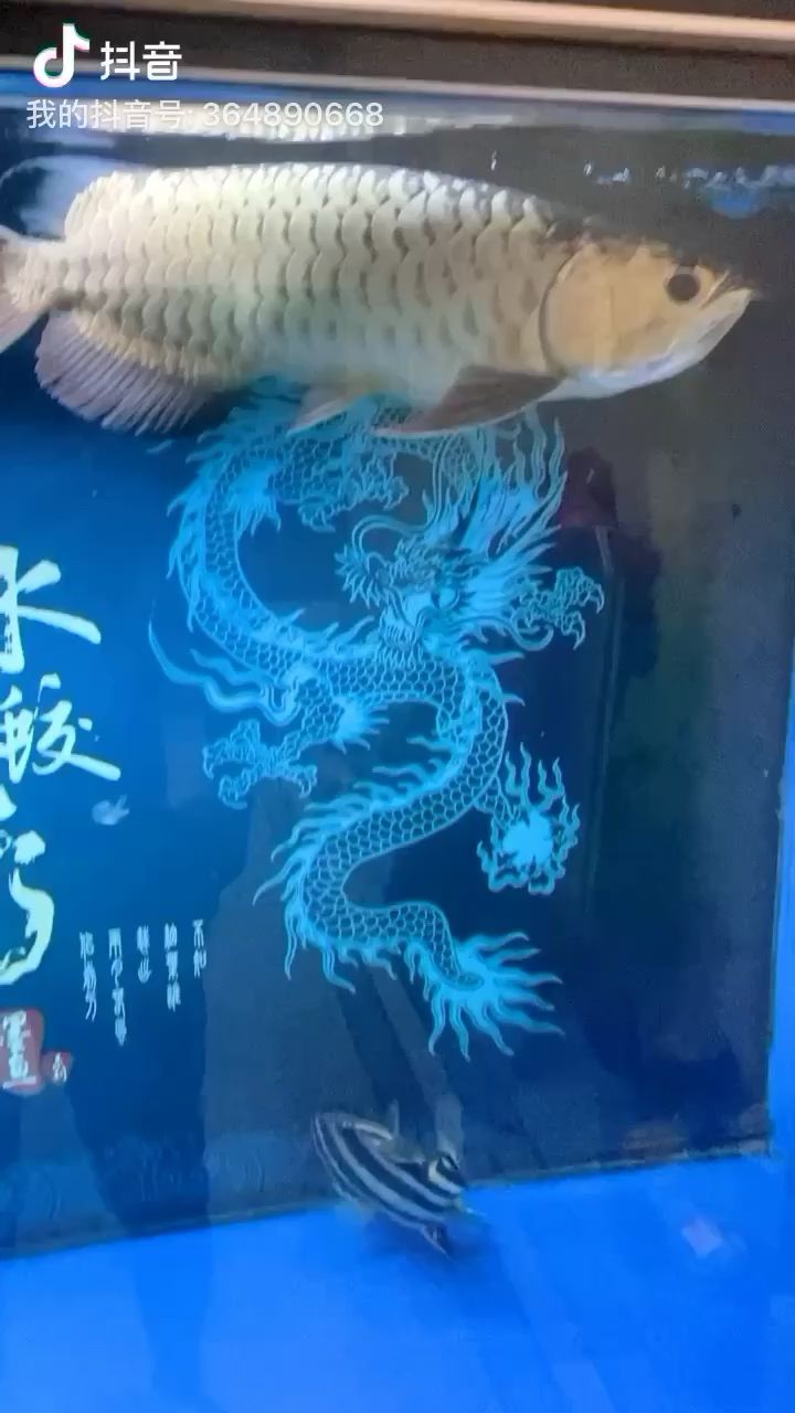 臨夏州水族館感覺(jué)還是溫柔了點(diǎn)