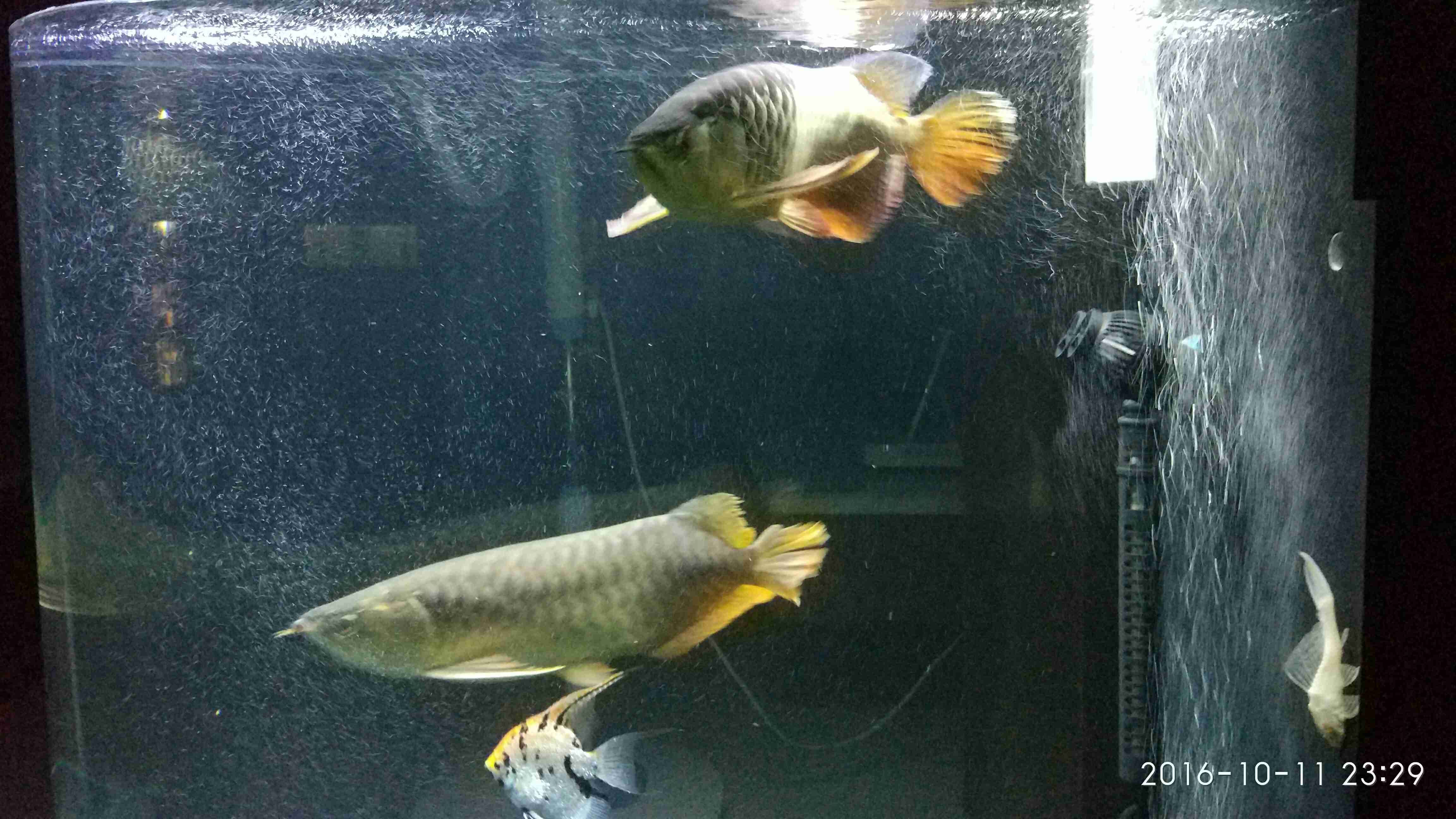 20161011晚安 斑馬鴨嘴魚苗 第3張